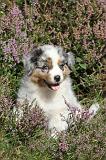 BERGER AUSTRALIEN PUPPIES 006